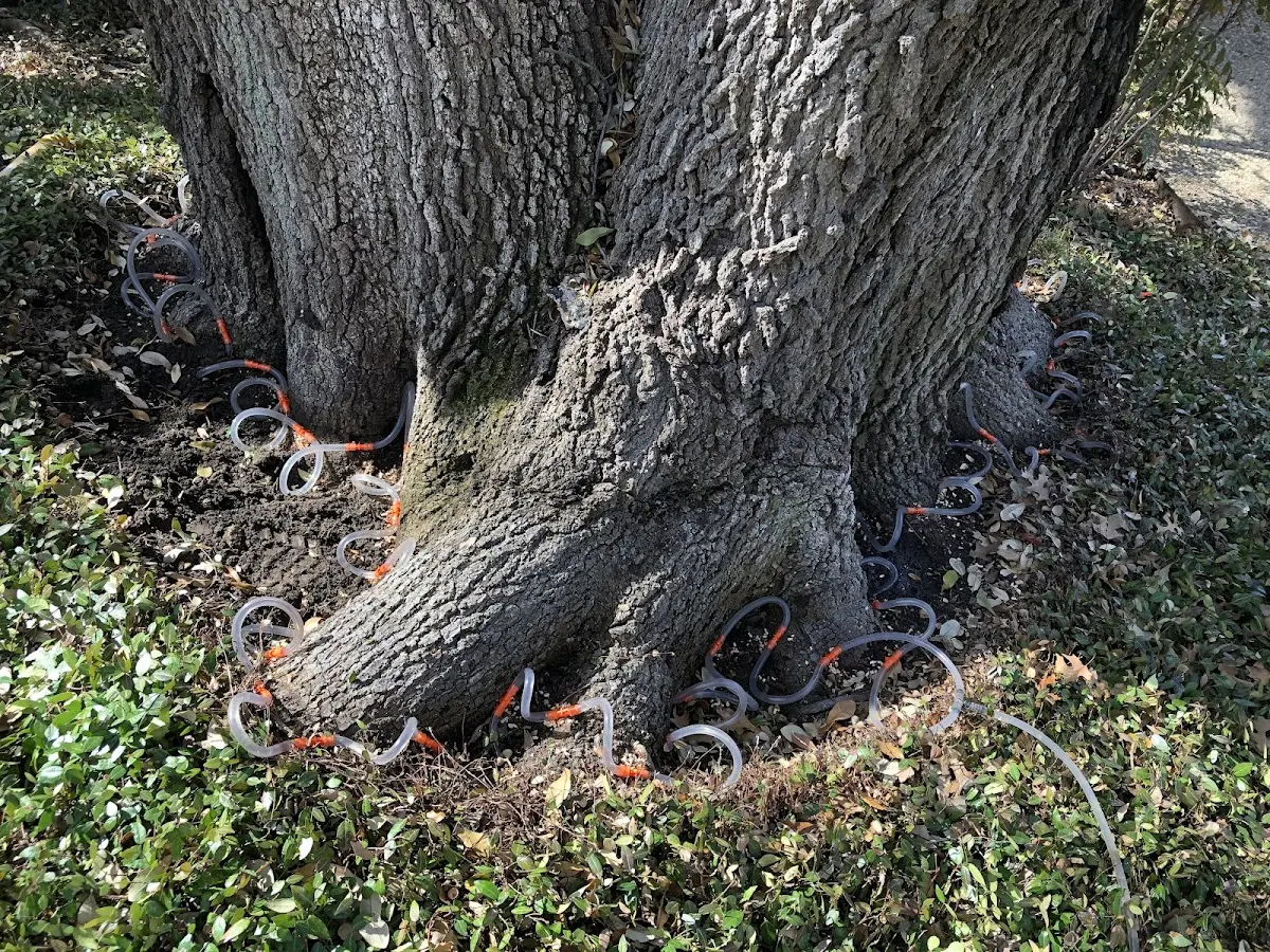 Detailed Tree Cabling and Bracing job site in Haines Falls