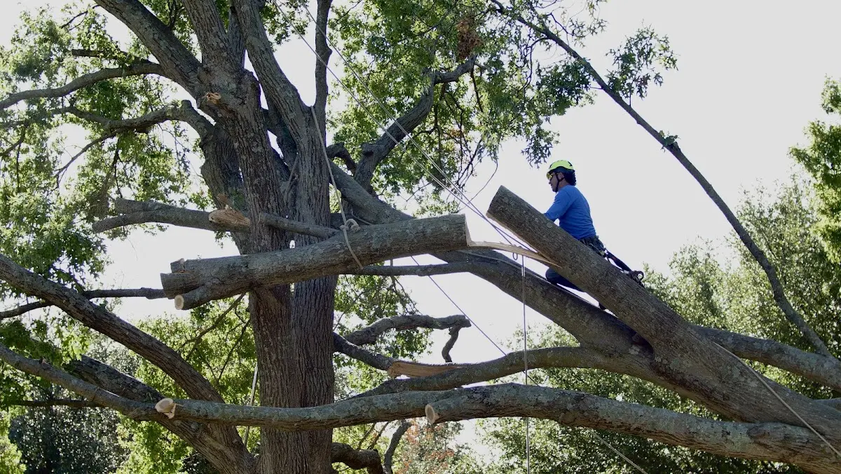 Professional Crown Thinning performed by certified arborists in Haines Falls