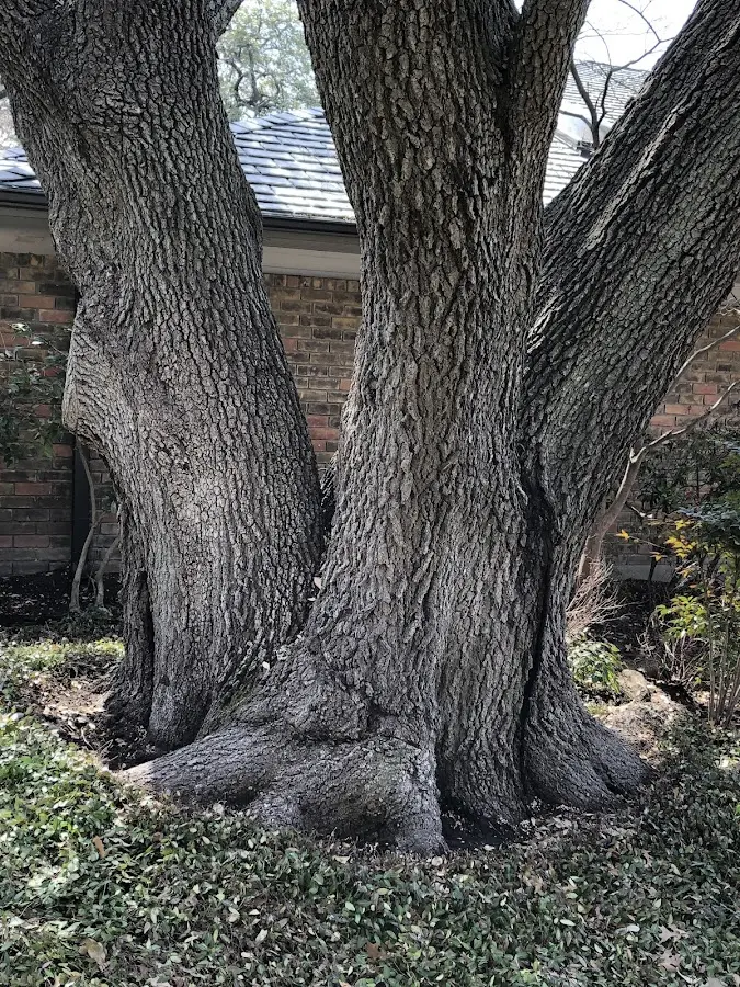 Mature heritage tree close to a Haines Falls property cared for by certified arborists